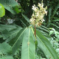 Alpinia galanga (L.) Willd.